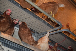 Gemperle Family Farms cage free hens