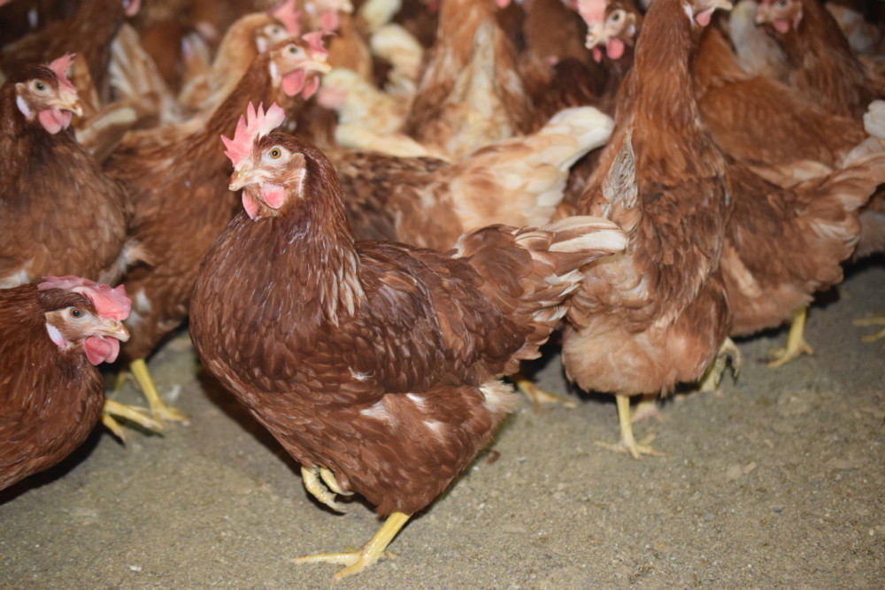 DSC_0063 Gemperle family Farms Cage free eggs