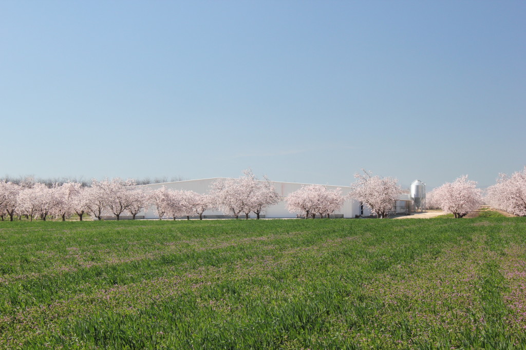 Gemperle Farms almonds and eggs alomond orchards at Gemperle Famoly Farms