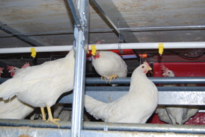 omaga three eggs at Gemperle Family Farms