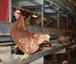 gemperle family farms cage free hens
