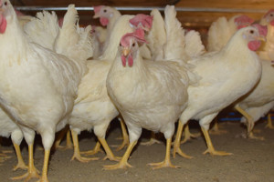 cage free white eggs at Gemperle Family Farms