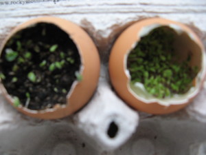 Gemperle Farms egg head sprouts