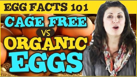 Egg Facts 101 What is the difference between Cage Free, Organic, and Omega 3 eggs by Gemperle Farms