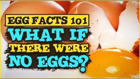 Egg Facts 101 How are eggs used in food, science, technology and daily life by Gemperle Farms