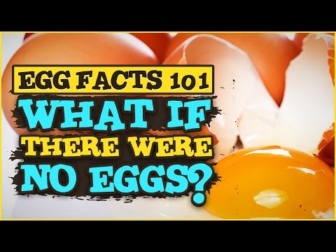 Egg Facts 101 How are eggs used in food, science, technology and daily life by Gemperle Farms