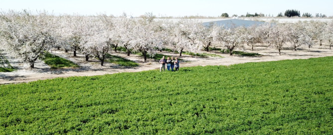 Gemperle Farms hen house surrounded by almonds in bloom