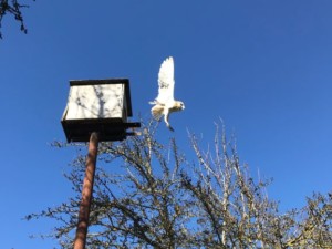 Gemperle Family Farms owl boxes integrated pest management